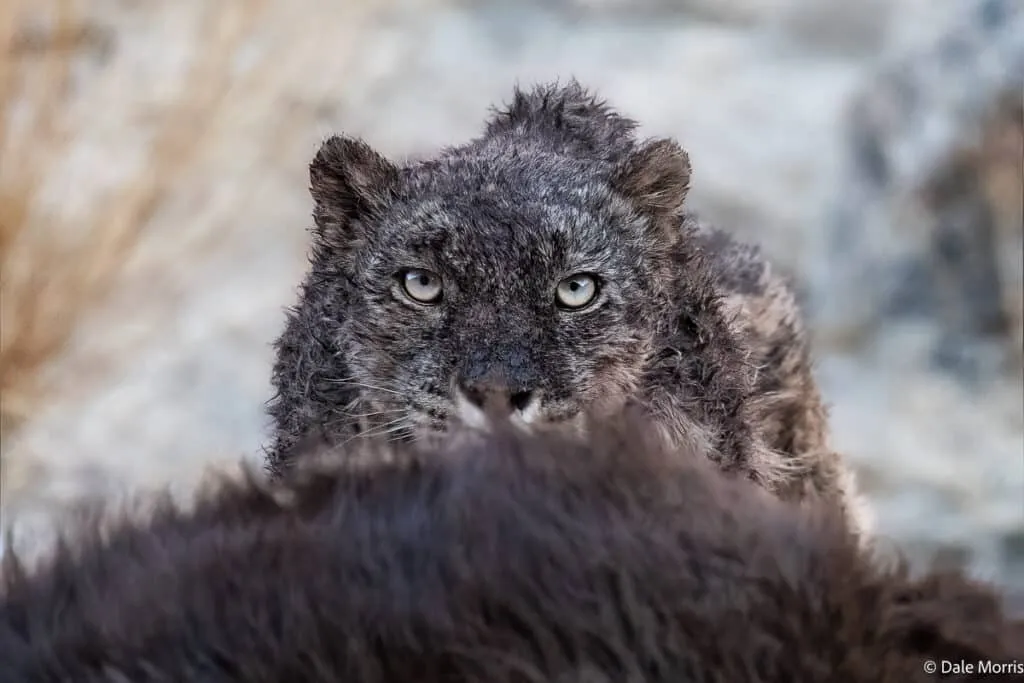 雪豹在岩石间休憩 - 四虎视频 | 生灵奇境